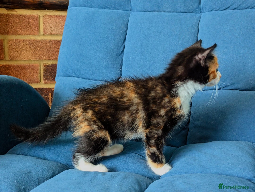 Domestic Shorthair cats for sale: 2 adorable kittens looking for loving home - Image 7