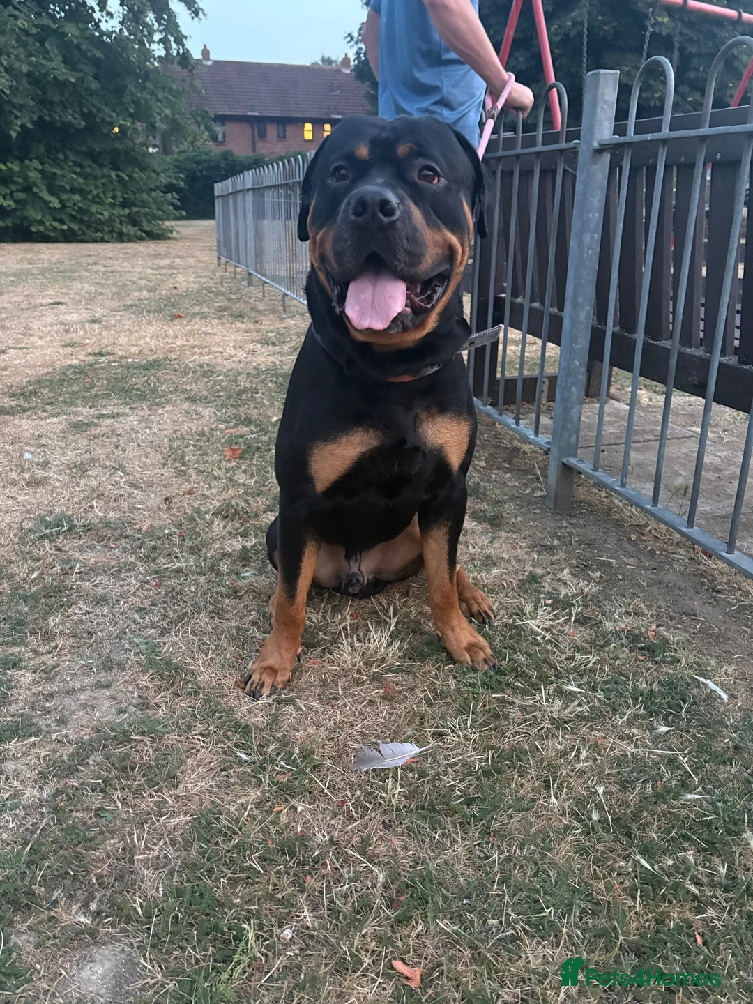 Rottweiler dogs for sale: Rottweiler  - Advert 1