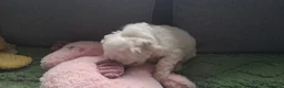 Bichon Frise dogs for sale: Dogs for sale  - Advert 21