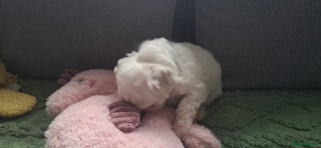 Bichon Frise dogs for sale: Dogs for sale  - Advert 21