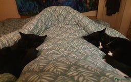 British Shorthair cats for sale: 2 Beautiful Boys for Sale - Image 1