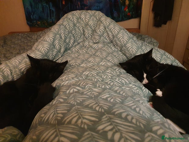 British Shorthair cats - Advert 1