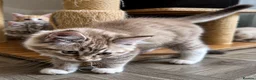 Ragdoll cats for sale: Ragdoll & Ragdoll cross kittens - Advert 14