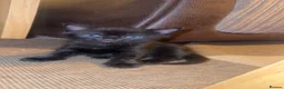 Mixed Breed cats for sale: Mixed breed kittens  - Advert 4