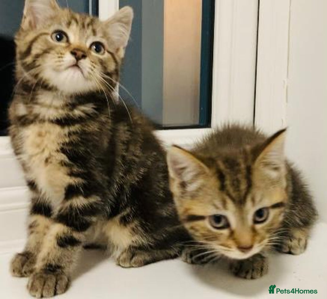 Mixed Breed cats for sale: Absolutely lovely Bengal Ragdoll kittens ready now - Advert 2