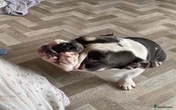 English Bulldog dogs for sale: Bulldog  - Image 4