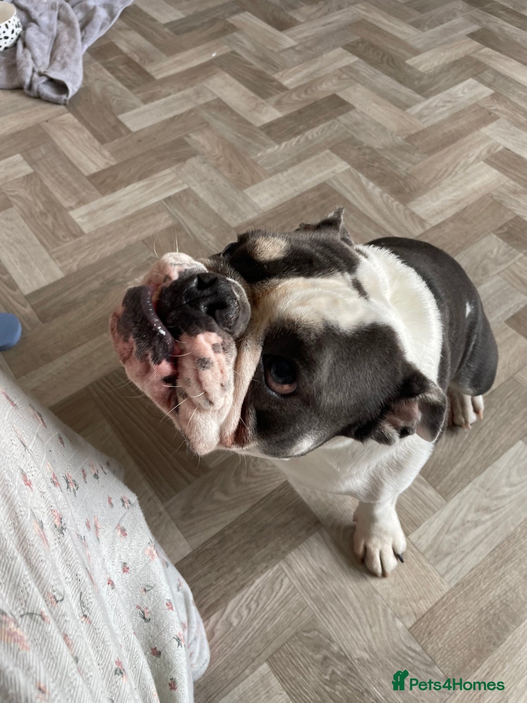English Bulldog dogs for sale: Bulldog  - Image 4