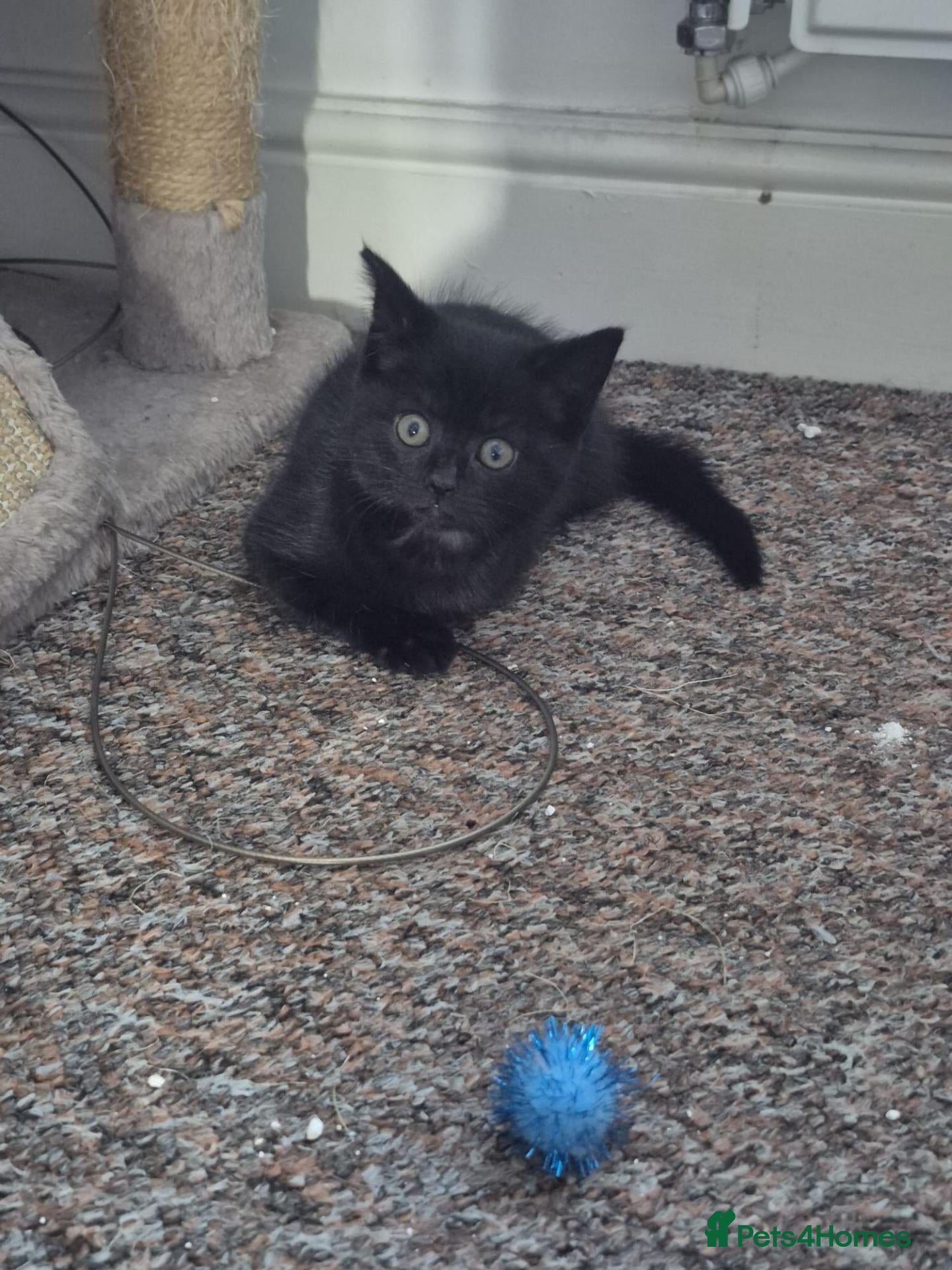Mixed Breed cats Kitten BSH x Main Coon - Advert 4