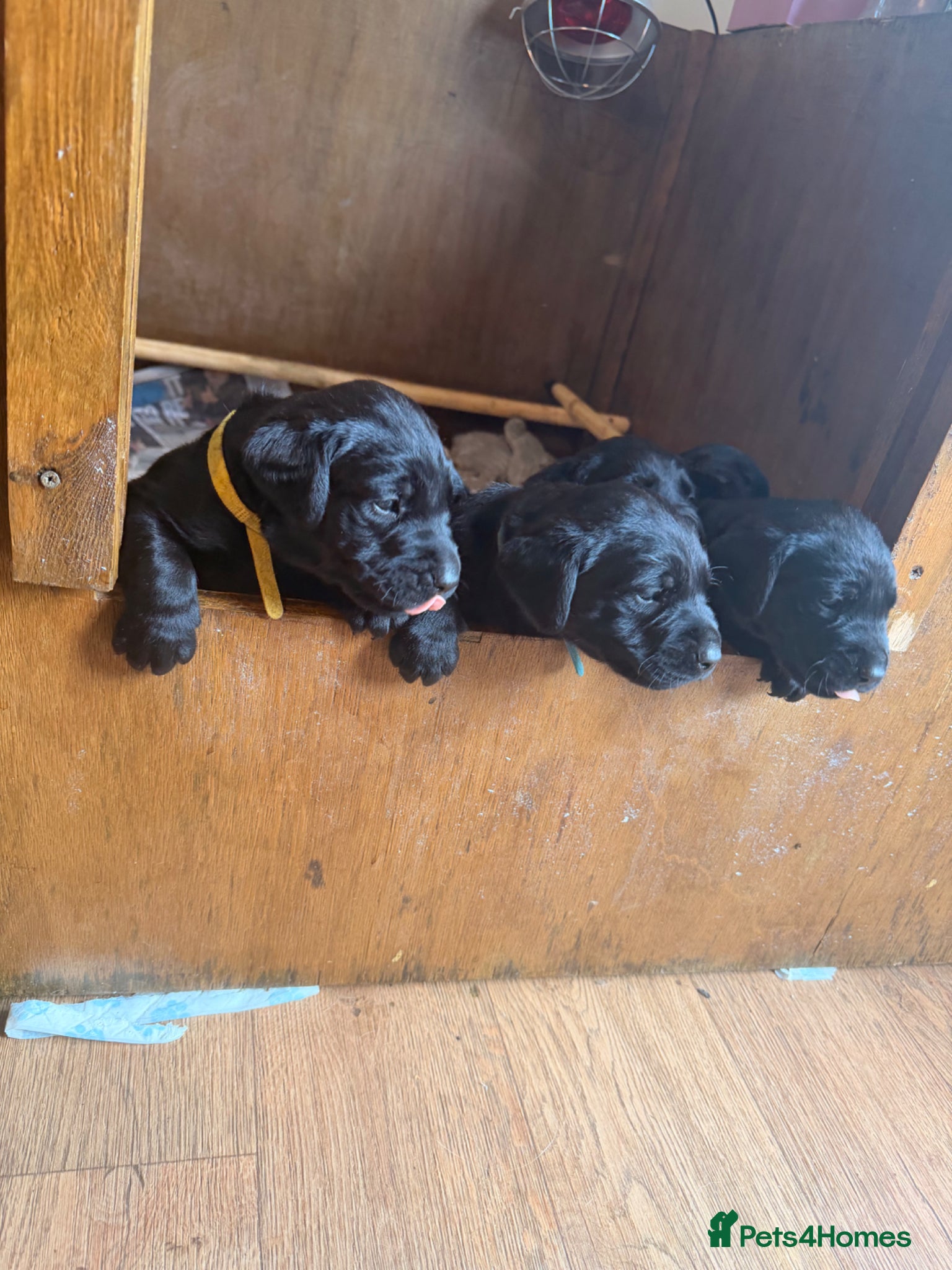 Labrador Retriever dogs Labrador puppies  - Advert 6