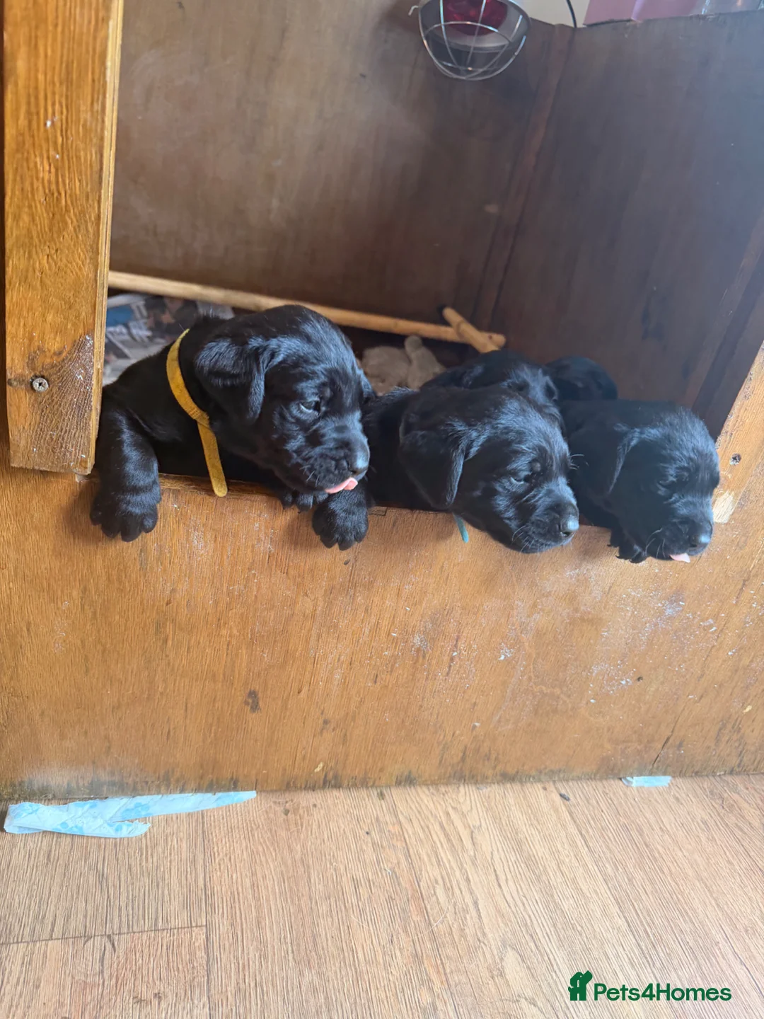 Labrador Retriever dogs for sale: Labrador puppies  in Malmesbury - Advert 1