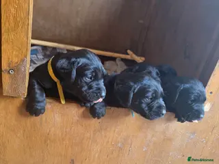 Labrador Retriever dogs KC registered gorgeous black Labrador dog puppies. - Advert 1