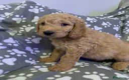 Double Doodle dogs for sale: Double doodles - Image 19