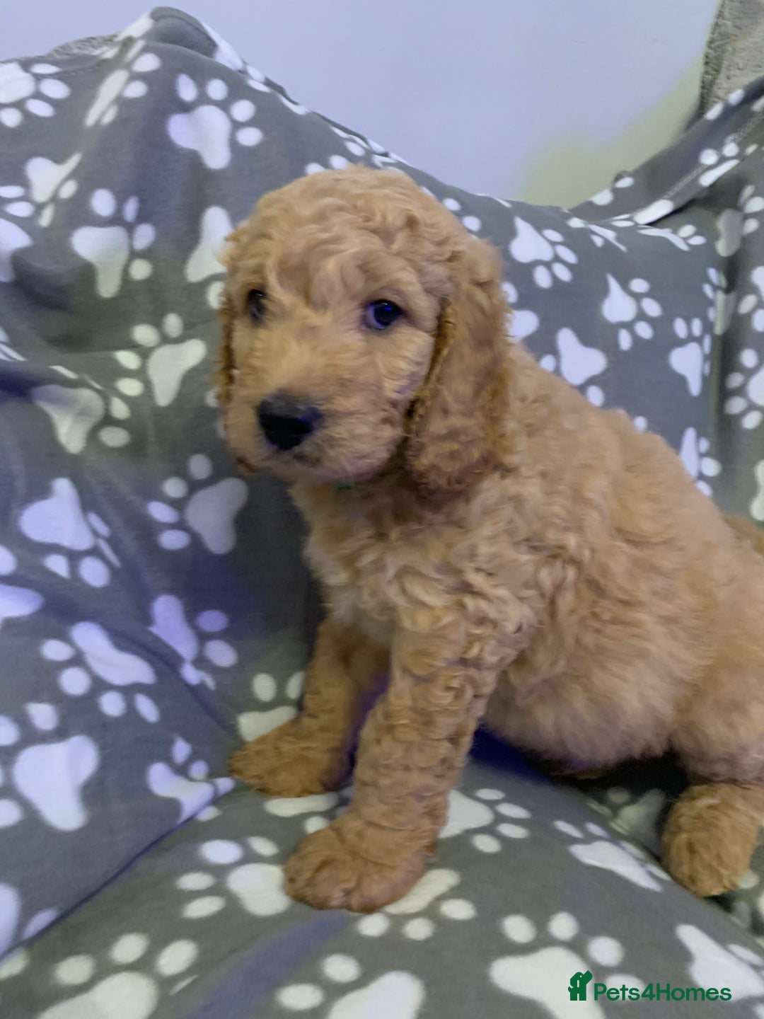 Double Doodle dogs for sale: Double doodles - Image 19