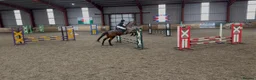 Irish Thoroughbred horses for sale: 10 yr old school mistress  - Advert 6