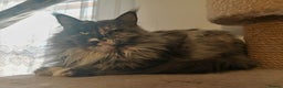 Maine Coon cats for sale: ACTIVE REGISTER QUEEN SHADED LINE - Advert 2