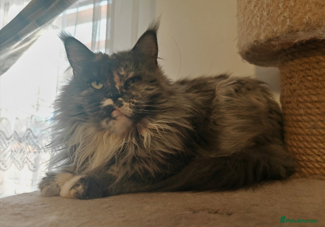 Maine Coon cats for sale: ACTIVE REGISTER QUEEN SHADED LINE - Advert 2