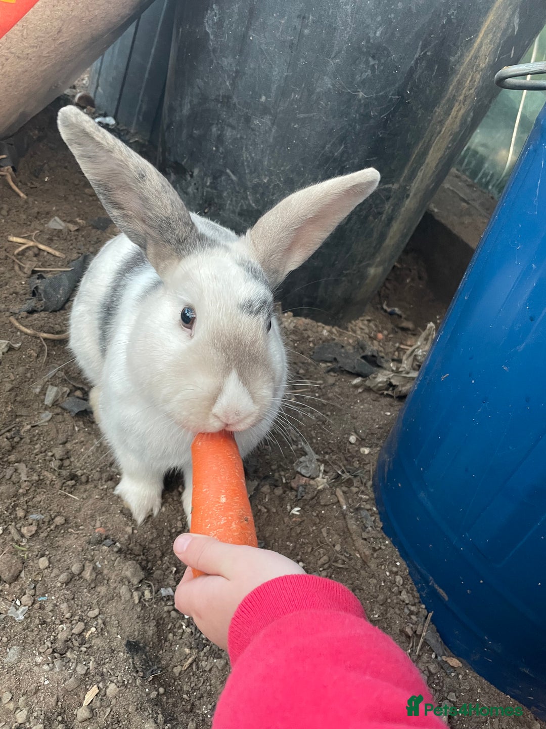 Mini Lop rabbits for sale: One mini lop female and one unknown breed male  - Image 2