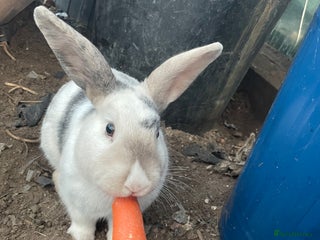 Mini Lop rabbits Thumper - unknown breed male - Advert 19