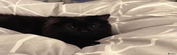 Ragdoll cats for sale: Black and white rag doll kittens  in Wigston - Advert 1