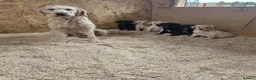 Labradoodle dogs for sale: Gorgeous litter or Labradoodle Puppies - Advert 4