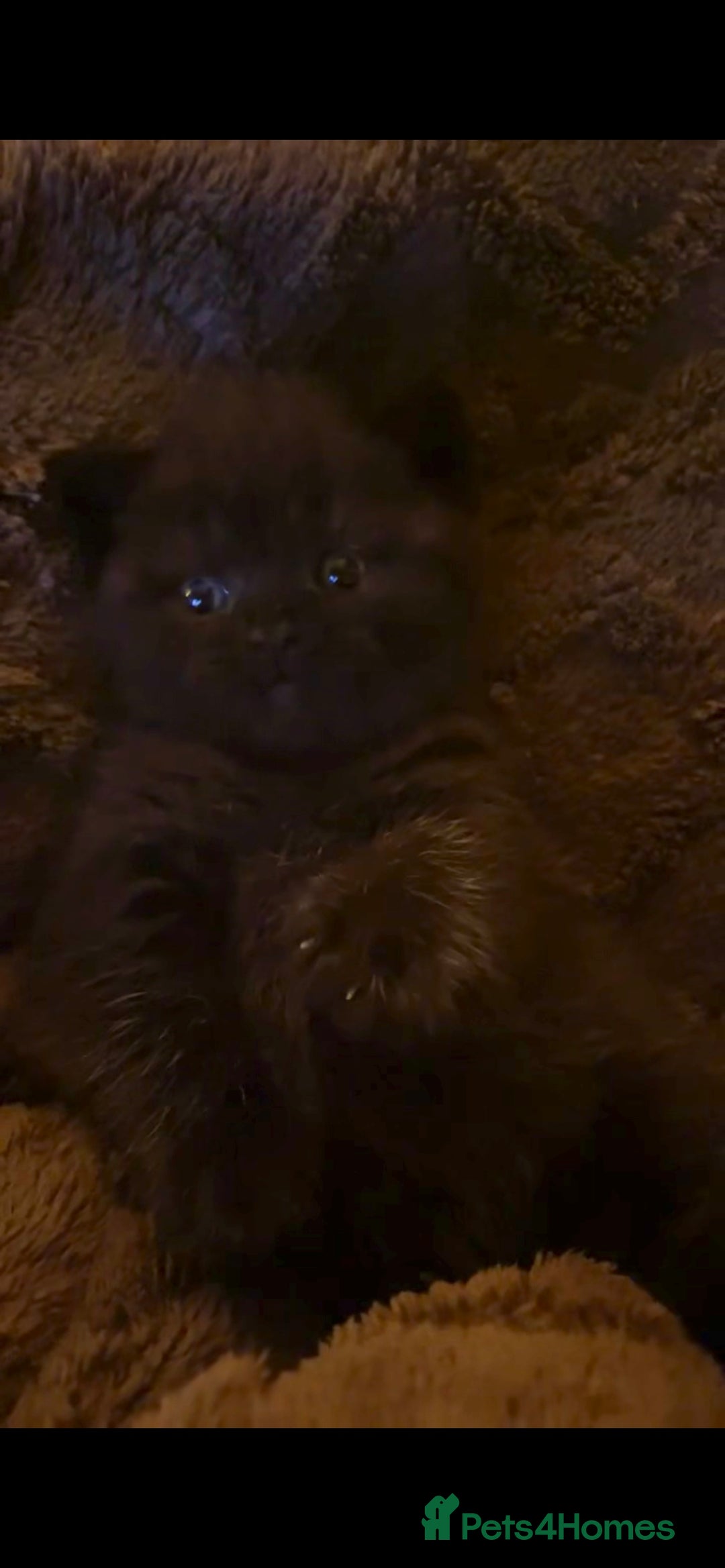 British Shorthair cats for sale: Black British shorthair boy - Advert 3