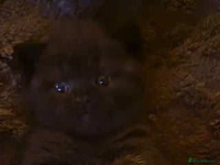 British Shorthair cats Black British shorthair boy and girl - Advert 2