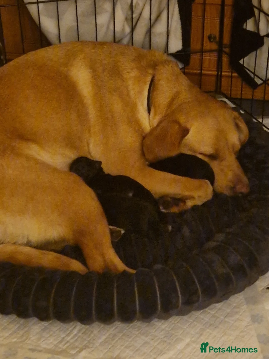 Sheprador dogs for sale: Sheprador puppies - Advert 8