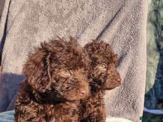 Toy Poodle dogs WESTIEPOOS/TOY POODLE X's SUPER SMOOTH SILKY nSOFT - Advert 6
