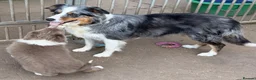 Border Collie dogs for sale: Beautiful Border Collie Puppies for Sale  in Boston - Advert 2