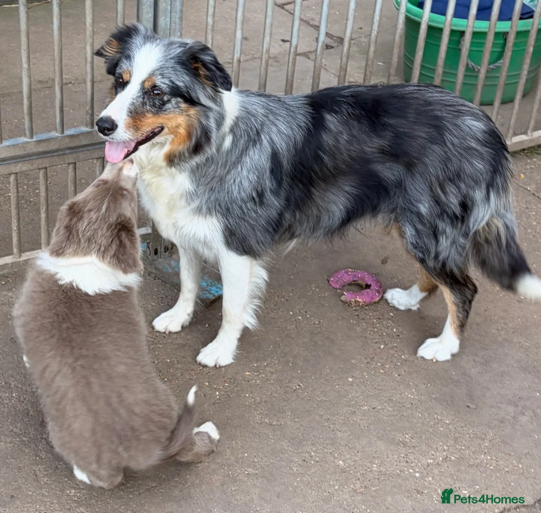 Border Collie dogs for sale: Beautiful Border Collie Puppies for Sale  in Boston - Advert 2