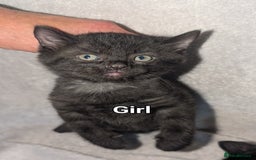 British Shorthair cats for sale: Shorthaired kittens  - Image 4
