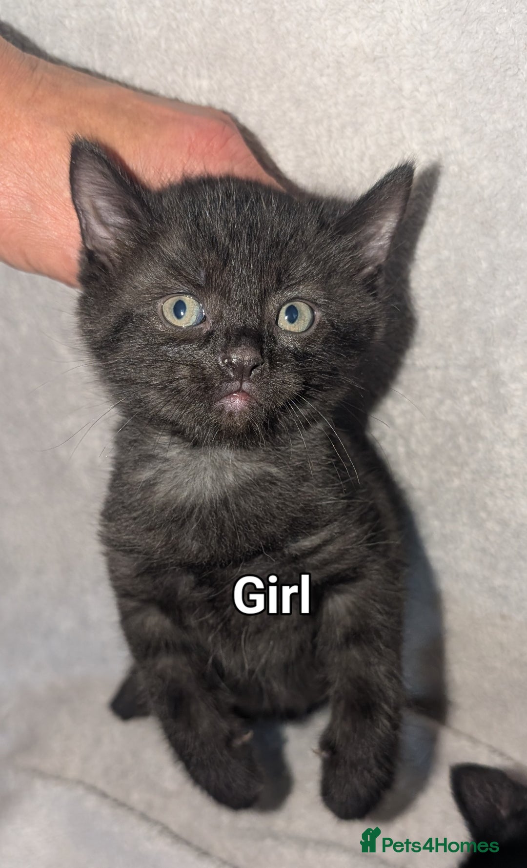British Shorthair cats for sale: Shorthaired kittens  - Image 4