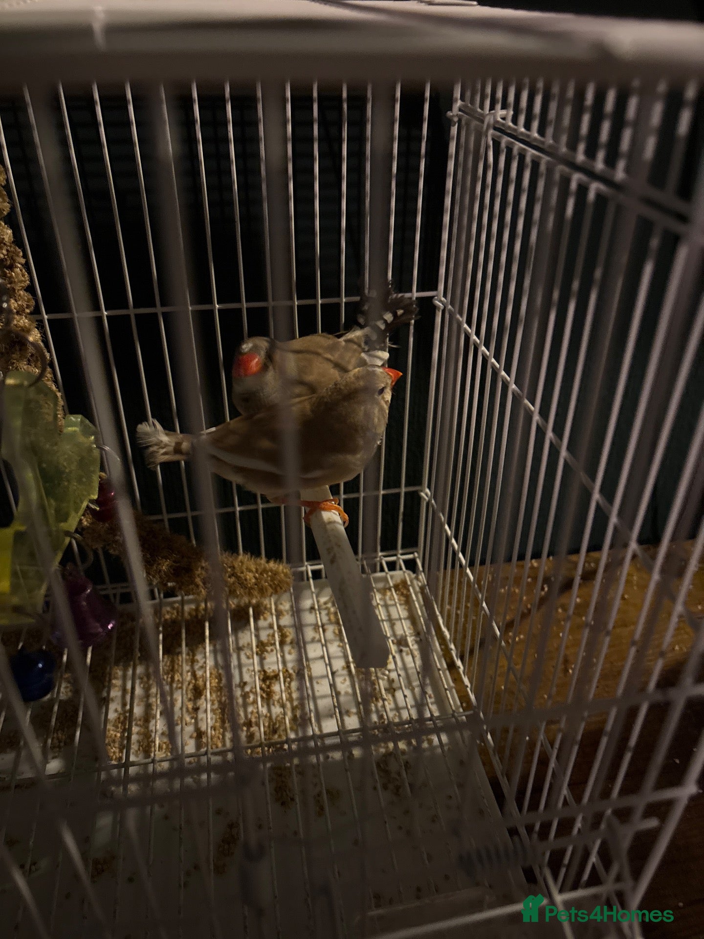 Finches birds Two finches  - Advert 3