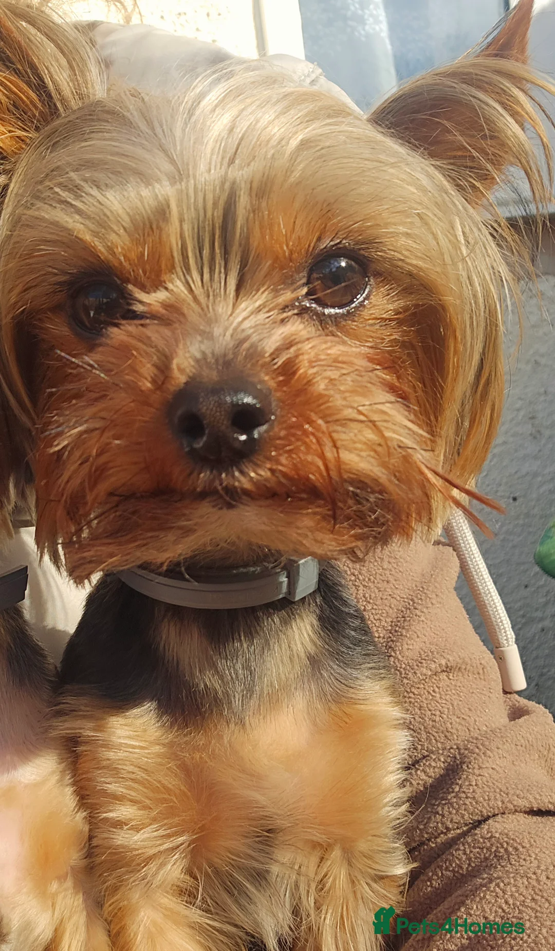 Yorkshire Terrier dogs for stud: Toffik ready for stud in Dagenham - Advert 5