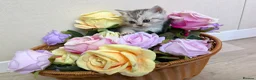 British Shorthair cats for sale: Adorable British shorthair mix kittens  - Advert 8