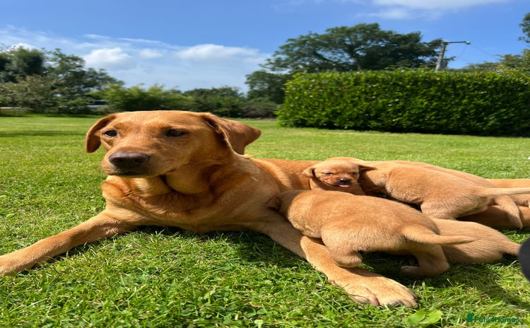 Labrador Retriever dogs - Advert 1