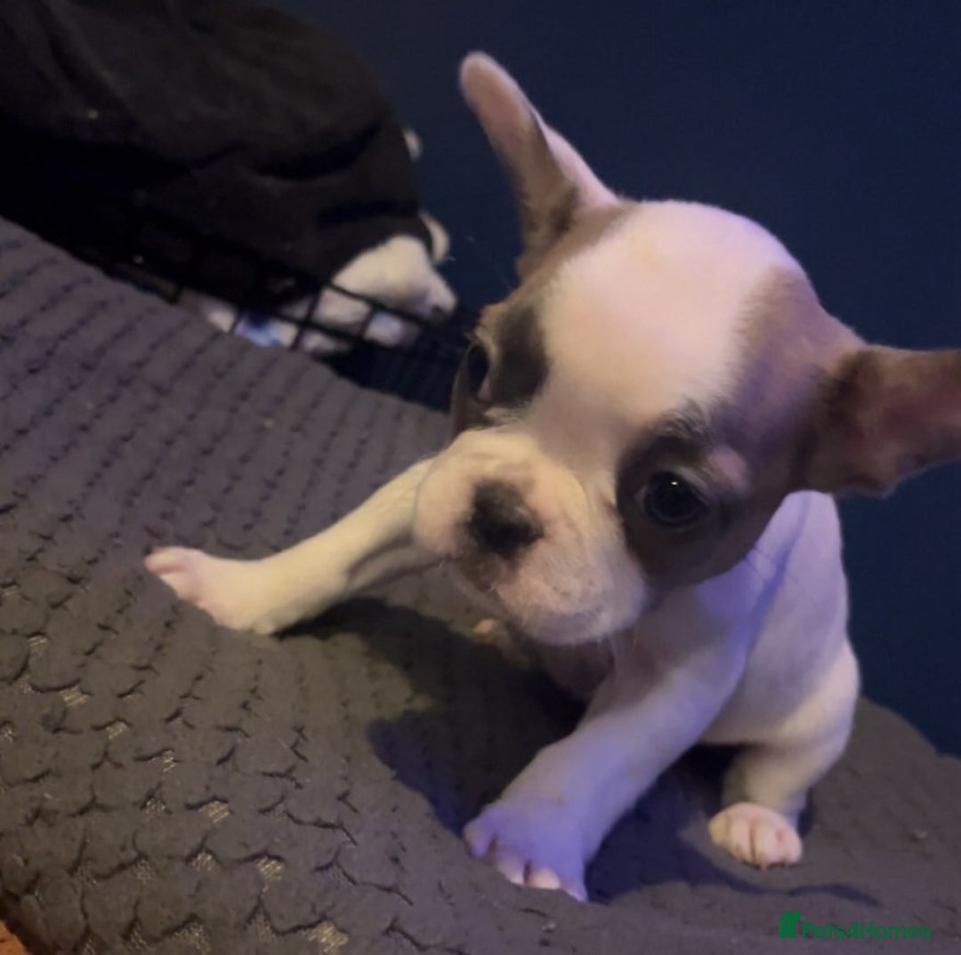 French Bulldog dogs for sale: Beautiful French bulldog puppies  - Advert 6