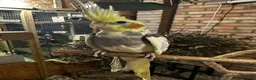 Cockatiels birds for sale: 10 weeks old beautiful cockatiel not tamed - Advert 8