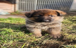 German Shepherd dogs for sale: KC reg German Shepherd Puppies - Family dogs - Image 8