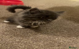 Persian cats for sale: 3 beautiful Persians for sale in Cheltenham - Image 12