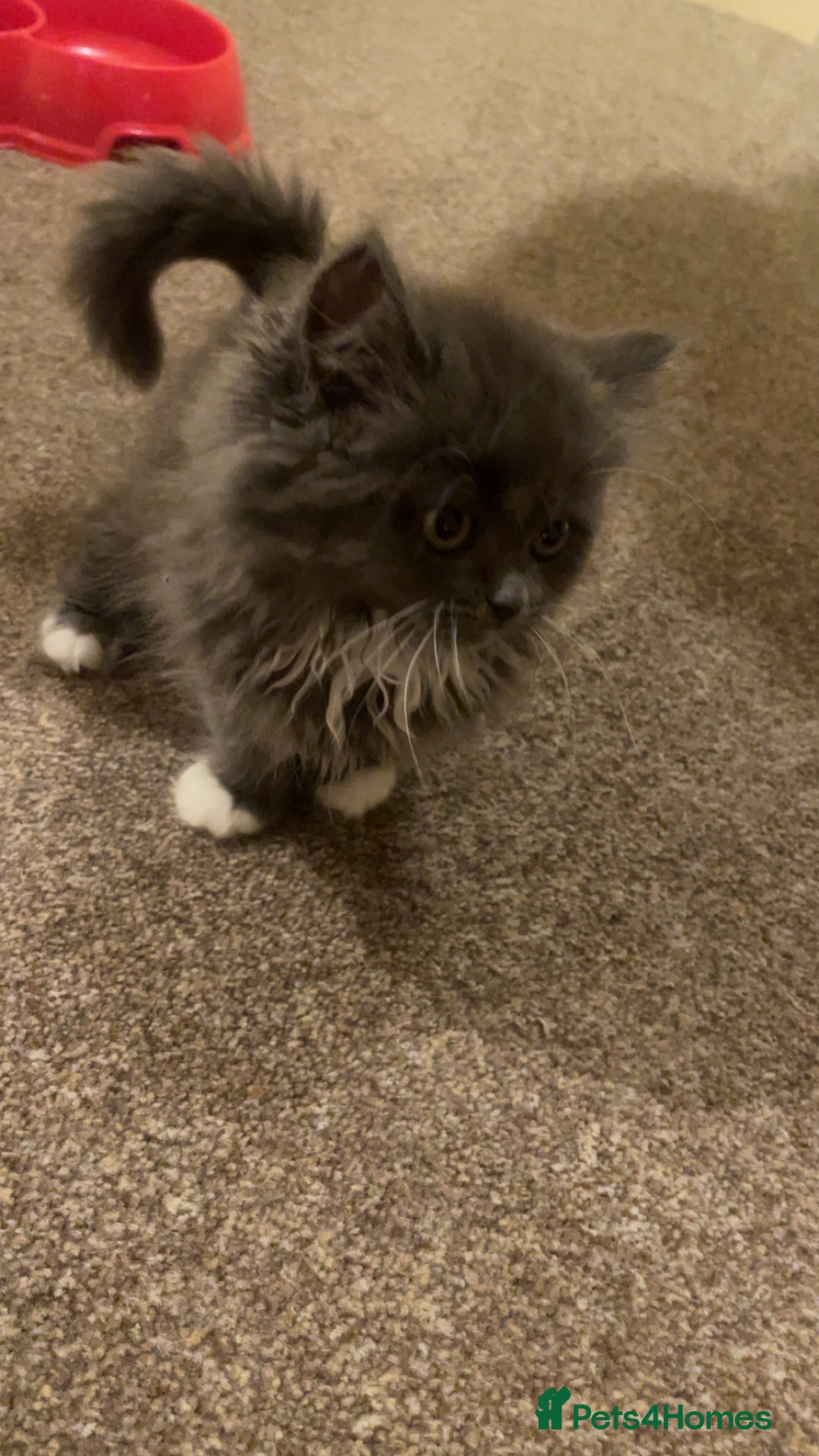 Persian cats for sale: 3 beautiful Persians for sale in Cheltenham - Image 12