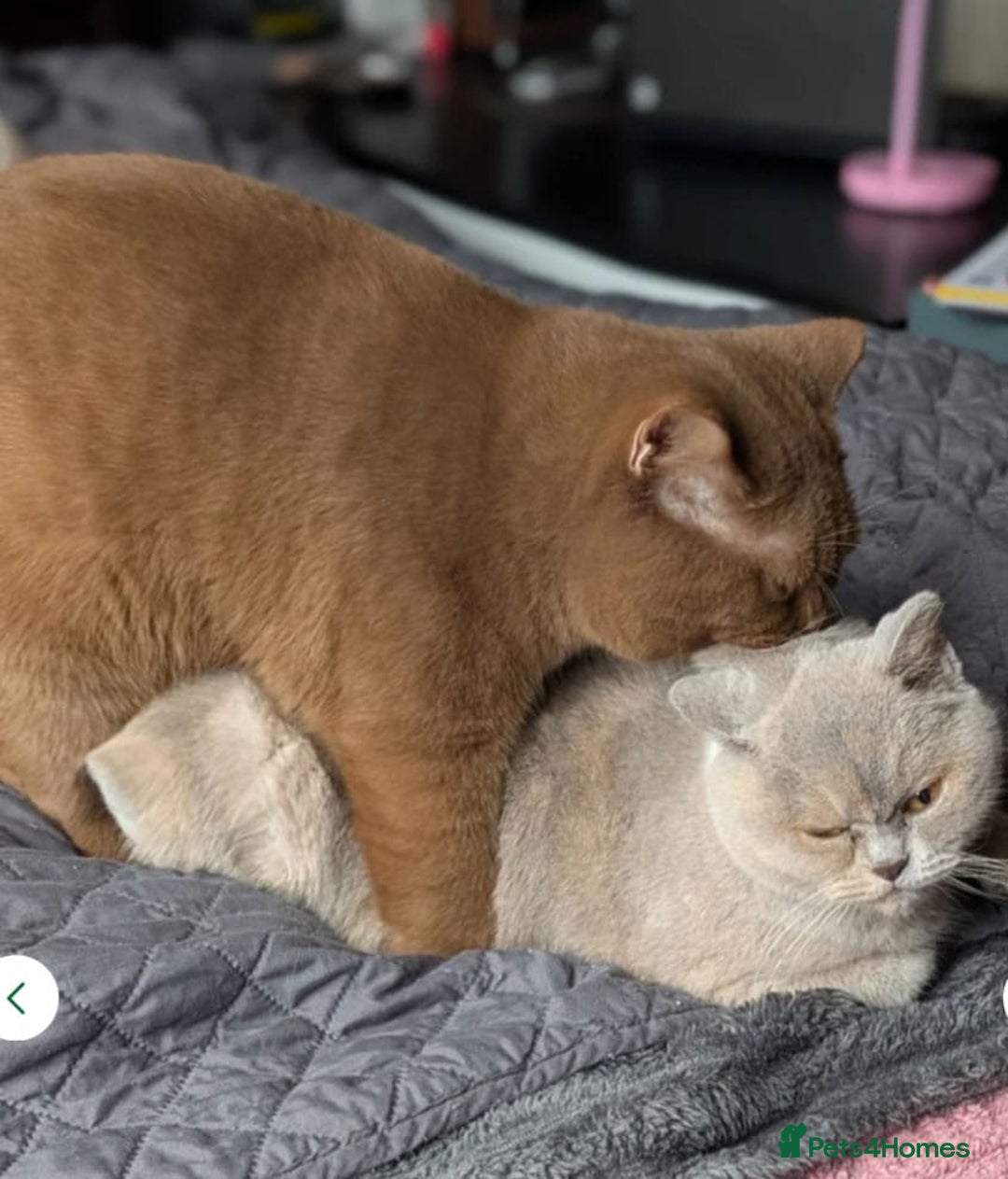 British Shorthair cats for sale: 🏆GCCF / TICA Active –🏅 PROVEN  - Advert 13