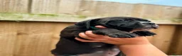 Staffordshire Bull Terrier dogs for sale: READY NOW KC Staffordshire Bull Terrier - Advert 12