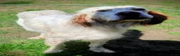English Setter dogs for adoption: BRUNO - Advert 8