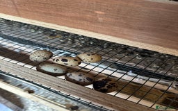Quail poultry for sale: Quail for sale jumbo size & standard  - Image 5