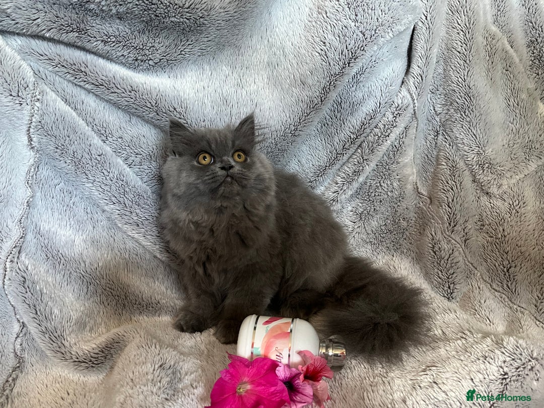 Persian cats for sale: Gentle natured blue Persian kitten (f) - Image 15