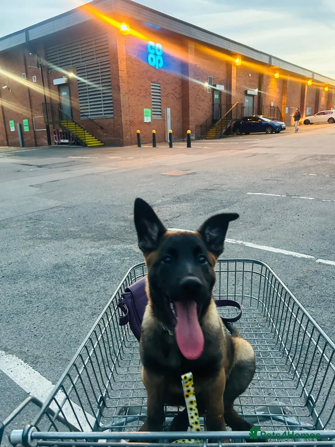 Belgian Shepherd Dog dogs for sale: Belgian malinois  - Advert 7
