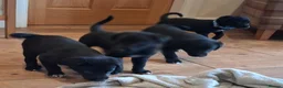 Borador dogs for sale: Gorgeous Borderdor Pups - Advert 3