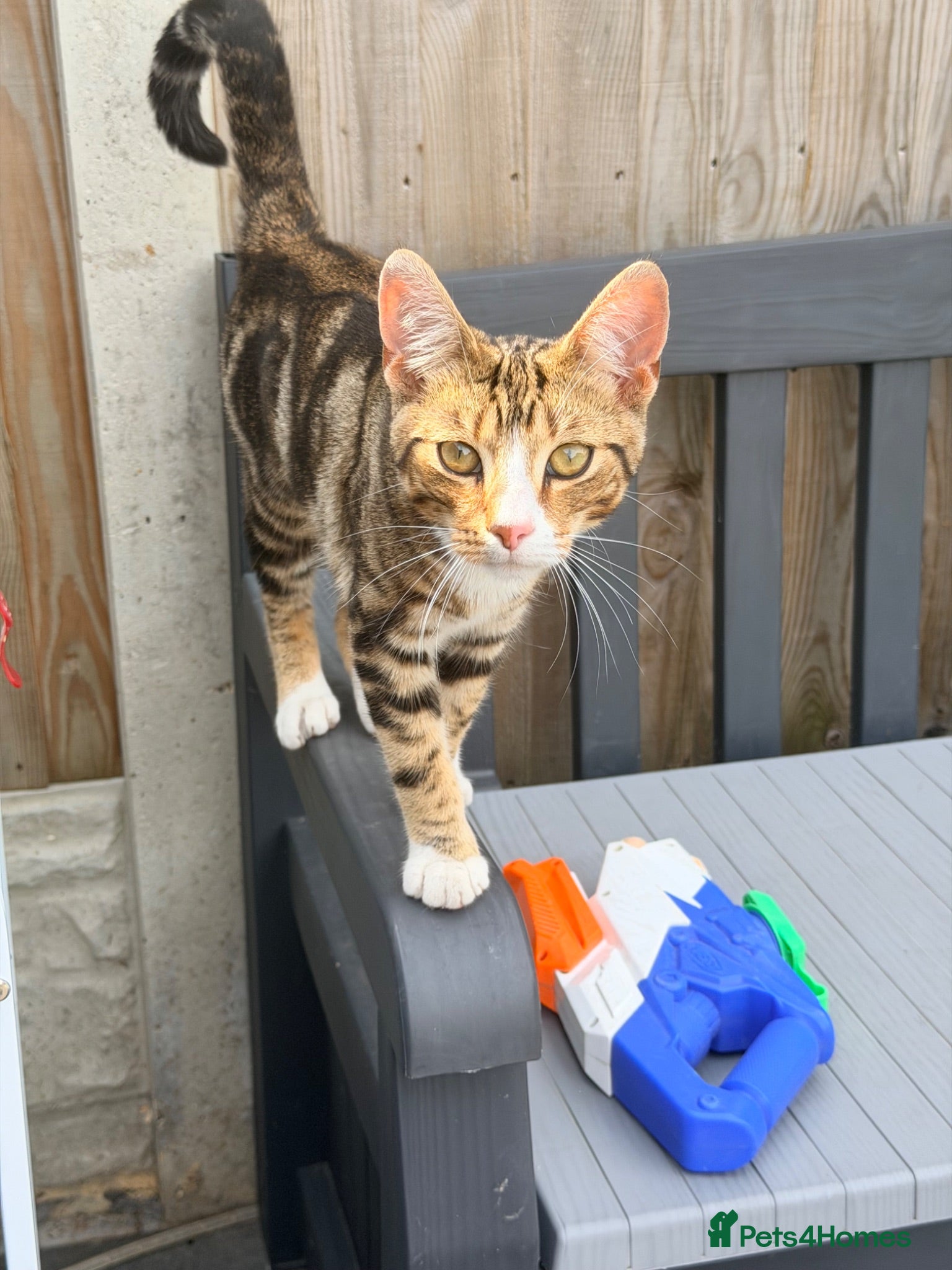 Mixed Breed cats Beautiful playful kitten  - Advert 3