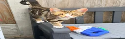 Mixed Breed cats for sale: Beautiful playful kitten  in Luton - Advert 1